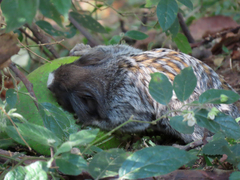 Callithrix jacchus × penicillata