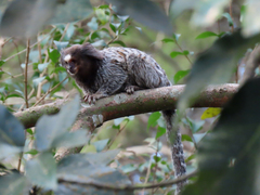 Callithrix jacchus × penicillata