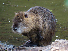 Myocastor coypus