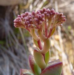 Crassula rupestris rupestris