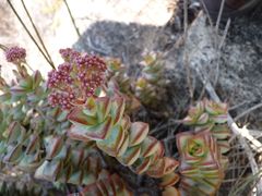 Crassula rupestris rupestris