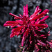 Pedicularis densiflora - Photo (c) Charlie Russell, osa oikeuksista pidätetään (CC BY-NC), lähettänyt Charlie Russell