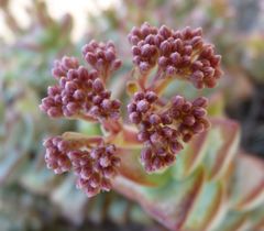 Crassula rupestris rupestris