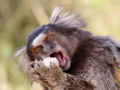 Callithrix jacchus × penicillata