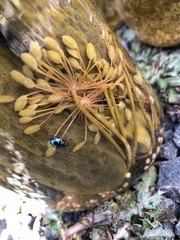 Chrysochus cobaltinus