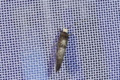 Swammerdamia pyrella