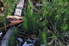 Melichrus procumbens