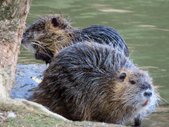 Myocastor coypus