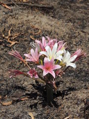 Ammocharis longifolia