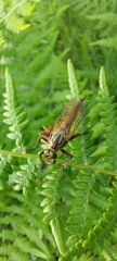Eutolmus rufibarbis
