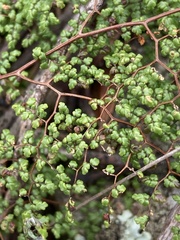 Adiantopsis dichotoma