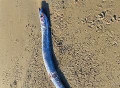Lepidopus caudatus