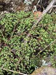 Adiantopsis dichotoma