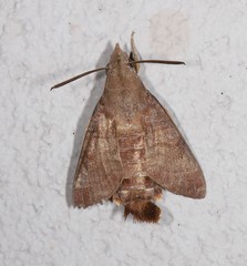 Macroglossum vacillans