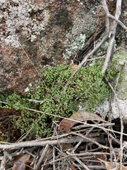 Adiantopsis dichotoma