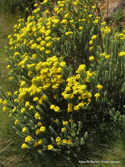 Euryops tysonii