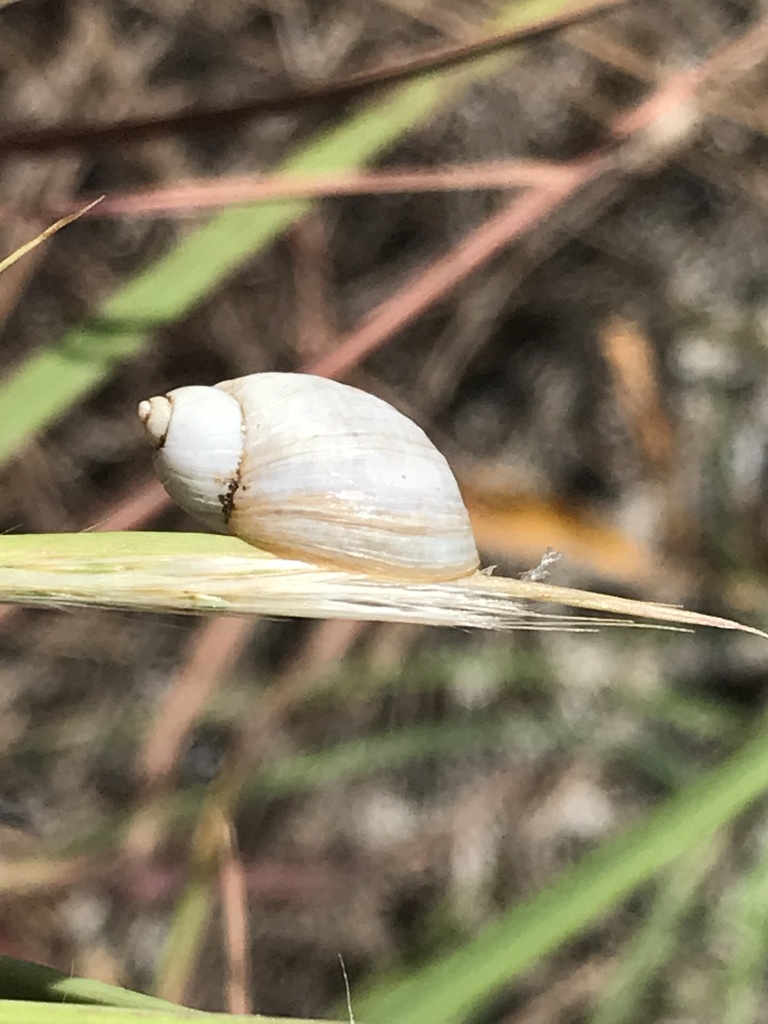 crinkled ambersnail