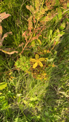 Hypericum perforatum