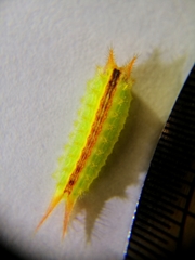 Euprosterna sapucaya