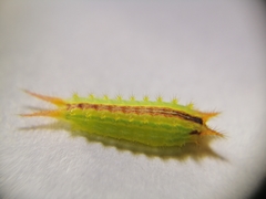 Euprosterna sapucaya