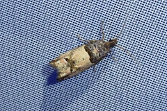 Notocelia incarnatana