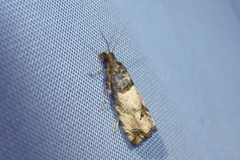 Notocelia incarnatana