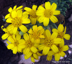 Euryops tysonii