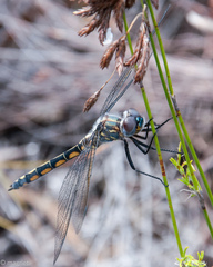 Zygonyx natalensis
