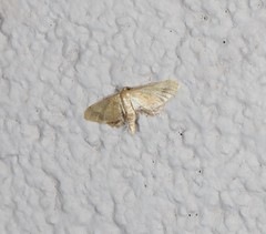 Idaea trypheropa
