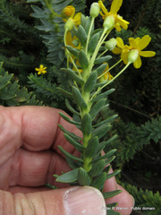 Euryops tysonii