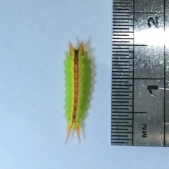 Euprosterna sapucaya