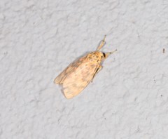 Miltochrista quadrilineata
