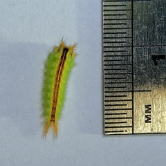 Euprosterna sapucaya