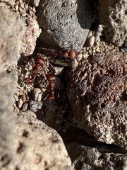 Pogonomyrmex huachucanus