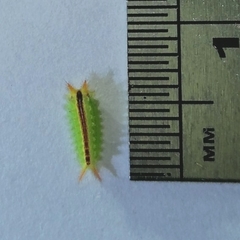 Euprosterna sapucaya