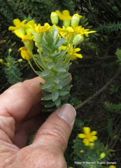 Euryops tysonii