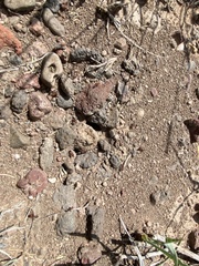 Pogonomyrmex huachucanus