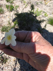 Cyrtanthus leucanthus