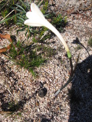 Cyrtanthus leucanthus