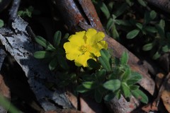 Hibbertia acuminata