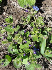 Rotheca hirsuta