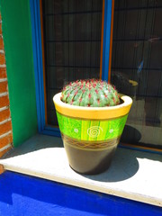 Ferocactus macrodiscus
