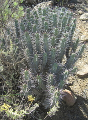Euphorbia heptagona