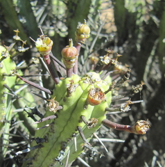 Euphorbia heptagona