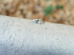 Hamataliwa grisea