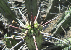 Euphorbia heptagona