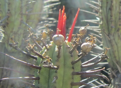 Euphorbia heptagona
