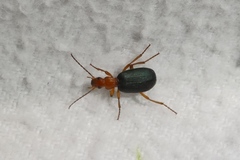 Brachinus crepitans