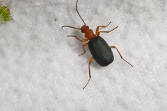 Brachinus crepitans