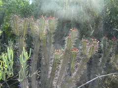 Euphorbia heptagona